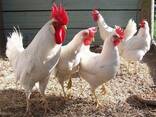 Leghorn chickens for sale - photo 1