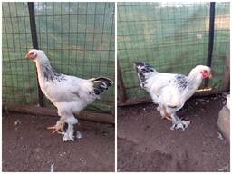 Light columbian brahma roos