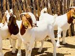 Breeding Goats - photo 2