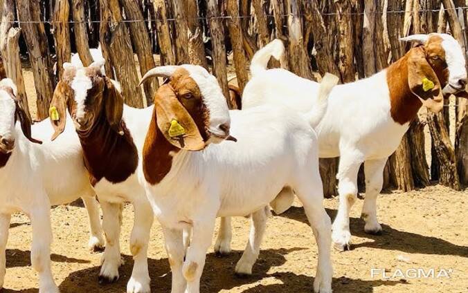 Boer goats Livestock