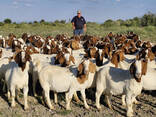 Young boer goats - photo 2