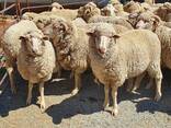 Merino Sheep Available - photo 2