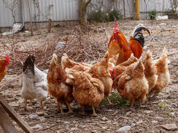 Eggs For Sale