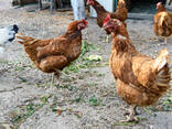 Eggs For Sale - photo 2