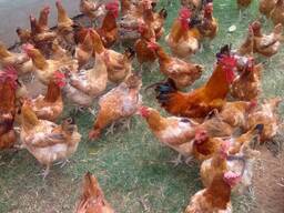 Lohmann brown chickens for sale