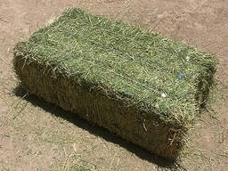 Lucerne Bales