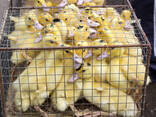 Broiler and Layer Day Old Chicks - photo 3