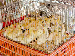 Buff Orpington hens for sale