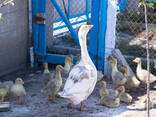 Broiler and Layer Day Old Chicks - photo 2
