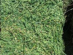 Lucerne Hay for Sale