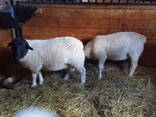 Merino and dorper shee0 - photo 6