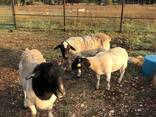 Merino and Dorper sheep for sale - photo 2