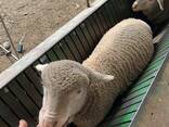 Merino Rams And Ewes For Sale - photo 1