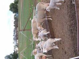 Merino sheep farm