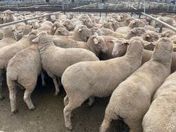 Merino Sheep for Sale