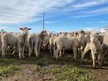 Merino sheep for sale - photo 1