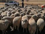 Merino sheep for sale - photo 2