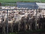 Merino sheep for sale - photo 3