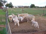 Merino sheep for sale whatsapp - photo 1