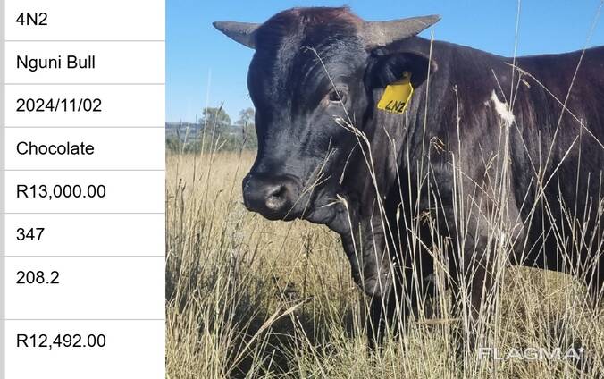Nguni Bulls for Sale, Cullinan, Pretoria