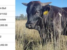 Nguni Bulls for Sale, Cullinan, Pretoria