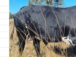 Nguni Bulls for Sale, Cullinan, Pretoria - фото 1