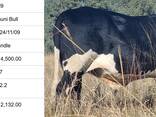 Nguni Bulls for Sale, Cullinan, Pretoria - фото 3