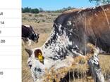 Nguni Bulls for Sale, Cullinan, Pretoria - photo 5