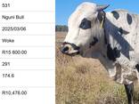Nguni Bulls for Sale, Cullinan, Pretoria - photo 6