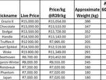 Nguni Bulls for Sale, Cullinan, Pretoria - photo 12