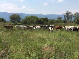 Nguni Bulls Heifers and Calves