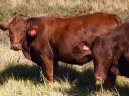 Nguni heifers for sale