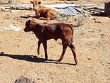 Nguni heifers for sale - photo 1