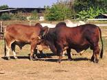 Nguni heifers for sale - photo 3
