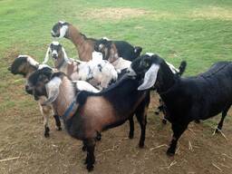 Nubian Goats for Sale