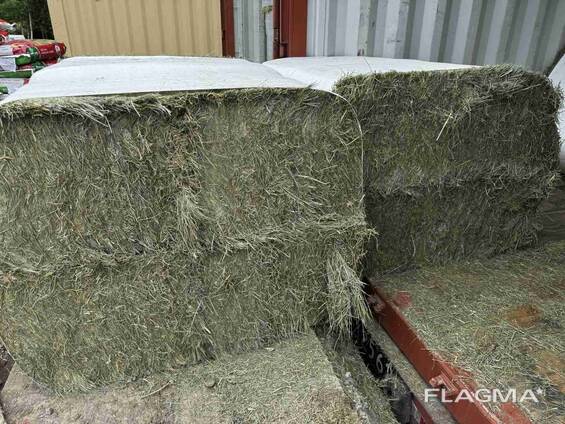 Orchard Grass Hay for Sale