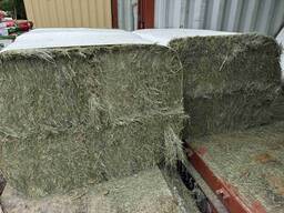 Orchard Grass Hay for Sale