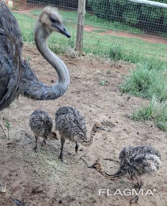 Ostrich chicks - 12 weeks old, both genders