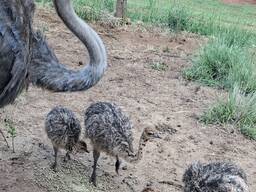 Ostrich chicks - 12 weeks old, both genders