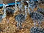 Ostrich Chicks and Eggs - photo 1