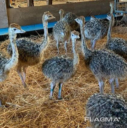 Ostrich Chicks and Eggs