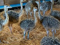 Ostrich Chicks and Eggs