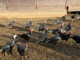 Ostrich Chicks and Eggs - photo 1