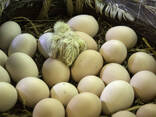 Pekin bantams mixed sex flock for sale - photo 3