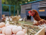 Ostrich Chicks and Eggs for sale - photo 1
