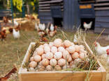 Ostrich Chicks and Eggs for sale - photo 2