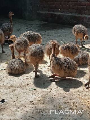 Ostrich chicks and fertile eggs price