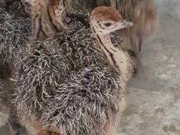 Ostrich Chicks for Sale
