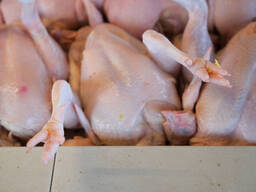 Healthy Chickens Feet Available At Affordable Price