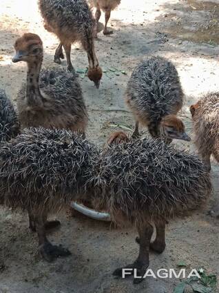 Ostrich Chicks For Sales